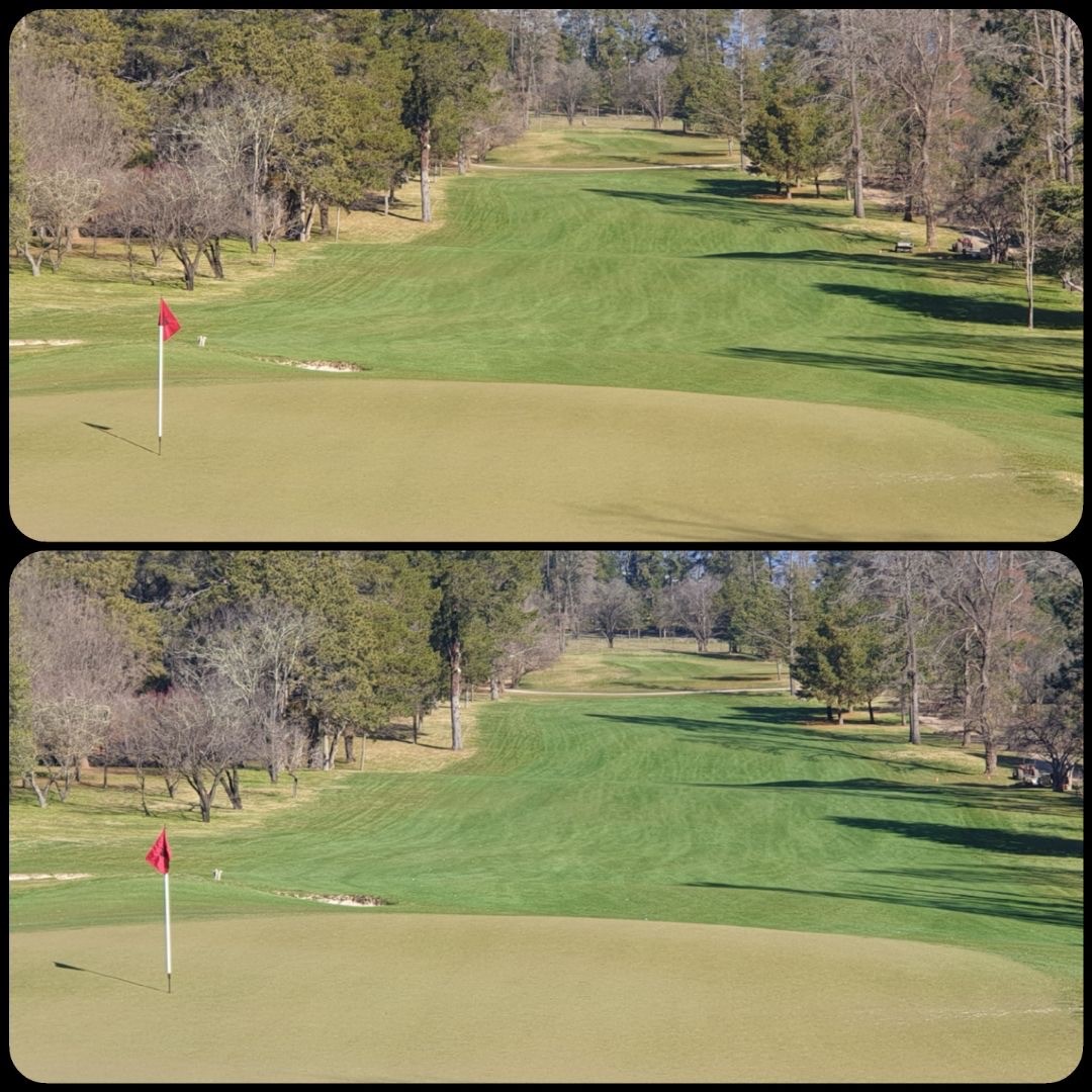 Royal canberra 800mlHa.jpg